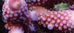 AC_104%20-%20Acropora%20humilis.jpg