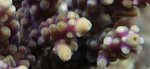 AC_047%20-%20Acropora%20nana.jpg