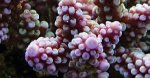 AC_016%20-%20Acropora%20digitifera.jpg