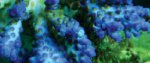 AC_013%20-%20Acropora%20desalwii.jpg