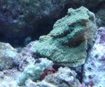 Groene montipora.JPG