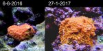 microgonio groei.jpg
