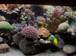 HR010893%20[Zeewaterforum][1] [].JPG