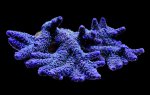 Acropora sp. purple overview sh.jpg