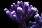 Stylophora pistillata 2 black.jpg