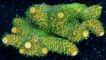 SunsetMillepora.jpg