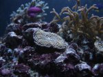 DSC00695 (Small).JPG