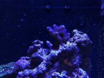 IMG_5330.jpg