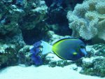 Acanthurus japonicus.jpg