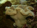 sarcophyton.16-11-04.jpg
