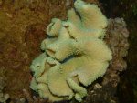 sarcophyton groen.jpg