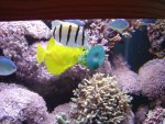 zeeaquaria 176.jpg