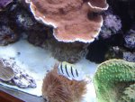 zeeaquaria 188.jpg