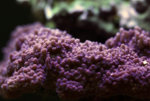 IMG_8015_1.jpg