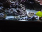 zeeaquaria 233.jpg