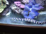zeeaquaria 238.jpg
