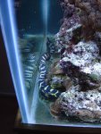 zeeaquaria 243.jpg