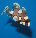 Aquarium-Coenen-Plectorhinchus-chaetodonoides_modified_.jpg