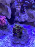 1D840721-B822-4564-B87E-36BA8AC3E678.jpeg 1D840721-B822-4564-B87E-36BA8AC3E678.jpeg