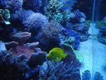 zeeaquaria 296.jpg