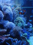 zeeaquaria 300.jpg
