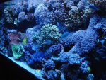 zeeaquaria 324.jpg