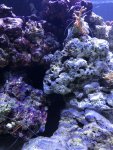 A72C5830-2583-452C-A02B-FC8FD9B2F7F5.jpeg
