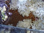 zeeaquaria 325.jpg