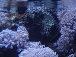 zeeaquaria 328.jpg