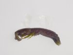 DSC04403.JPG