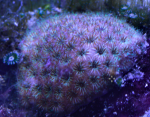 1589927638134.png 1589927638134.png