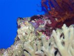 zeeaquarium 028 (Medium).jpg