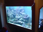 aquarium (4).JPG