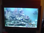 aquarium (6).JPG