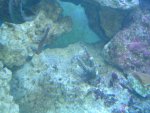 aquarium.JPG