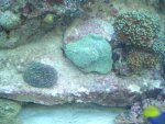 aquarium (2).JPG