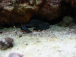 krab 4.JPG