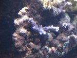 acro blauw.JPG