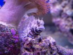 zeeaquarium 068 (Medium).jpg