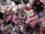 DSC01336.JPG
