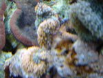DSC01454.JPG
