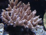 acropora indigo.JPG