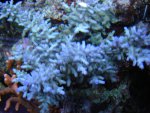 DSC01446.JPG
