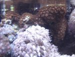 zeeaquaria 388.jpg