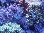 zeeaquaria 372.jpg
