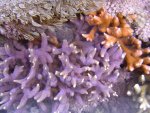 zeeaquaria 343.jpg
