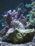 zeeaquaria 394.jpg