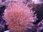 zeeaquarium 099 (Medium).jpg