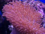 zeeaquarium 101 (Medium).jpg
