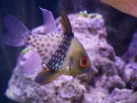 zeeaquarium 093 (Medium).jpg